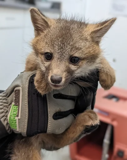 Wildlife in natural habitat